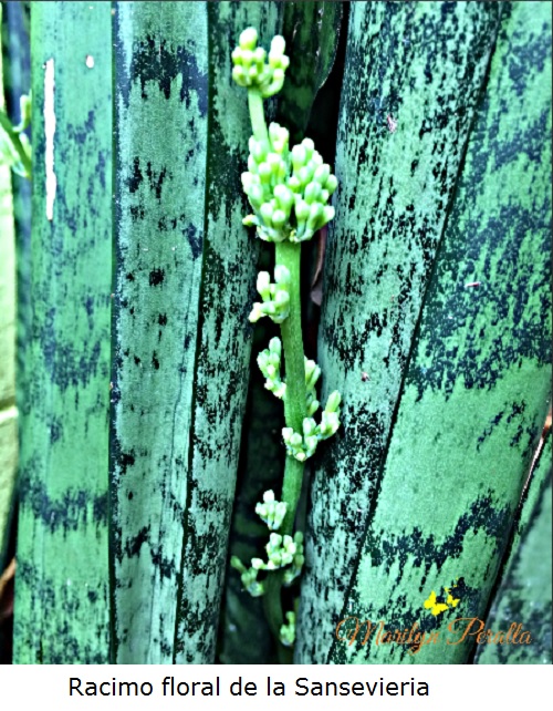 Racimo floral de la Sansevieria