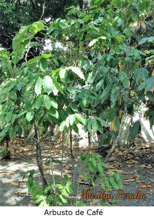 ArbustodeCafe