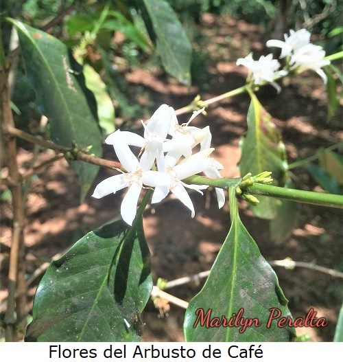 FloresdelarbustodeCafe