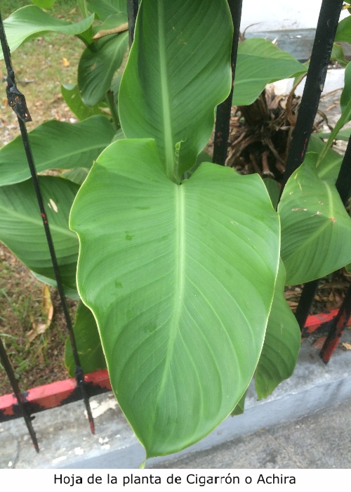 Hoja de la planta de cigarron o achira