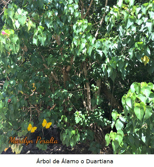 Arbol de Alamo o Duartiana