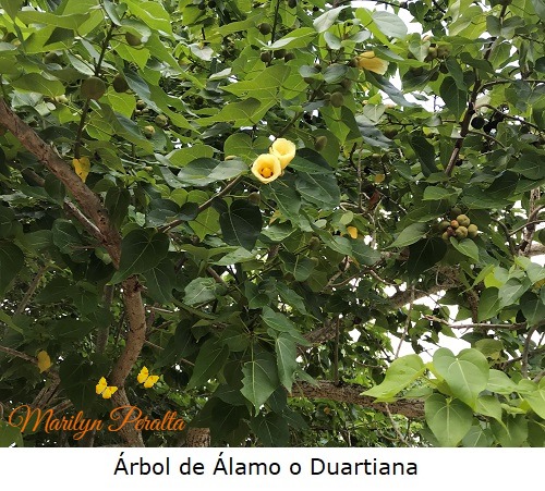 Arbol de Alamo
