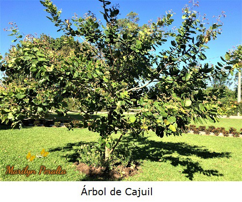 Arbol de Cajuil