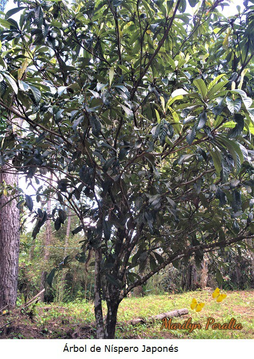Arbol de Nispero japones