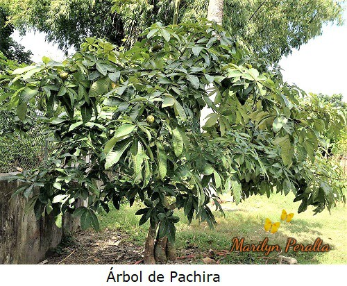 ArboldePachira