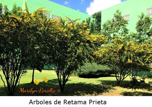 Arboles de Retama Prieta