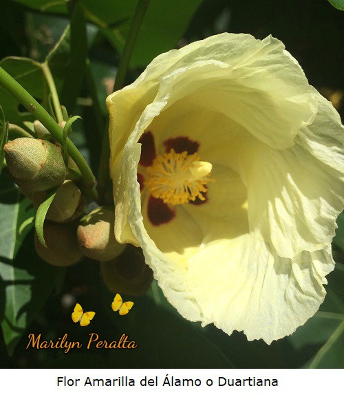 Flor Amarilla del Alamo o Duartiana