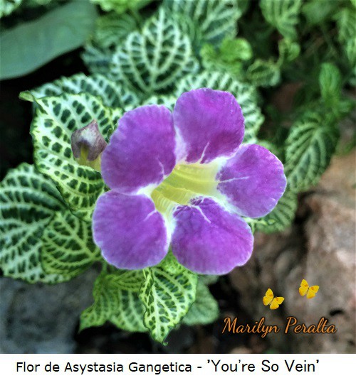 Flor de Asystasia Gangetica