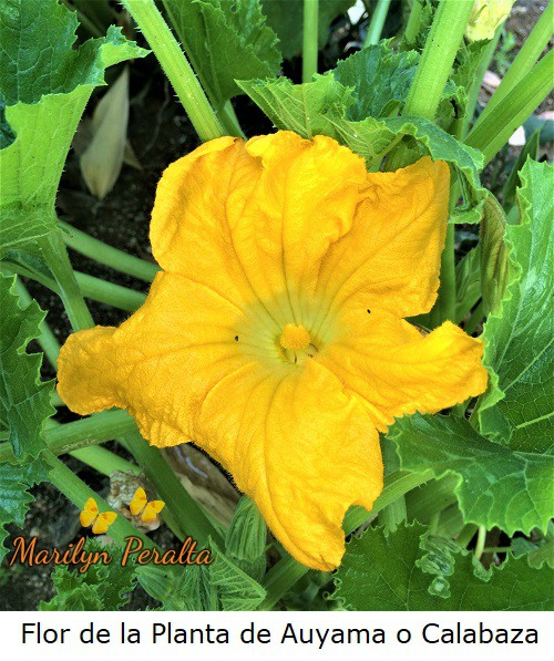 Flor de la Planta de Auyama o Calabaza