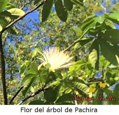 FlordelarboldePachira