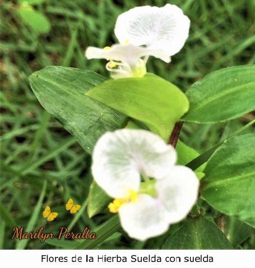 Flores de la Hierba Suelda con suelda