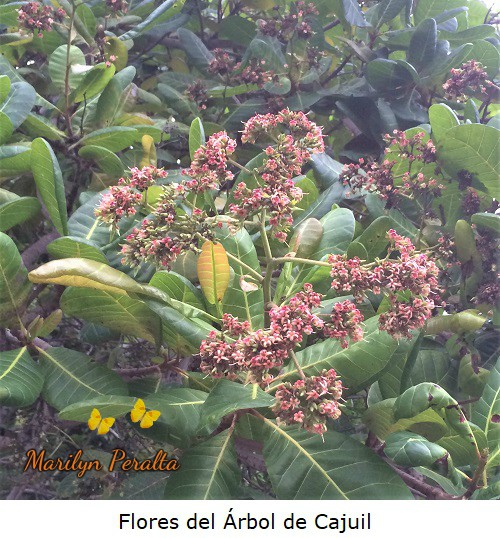 Flores del Arbol de Cajuil