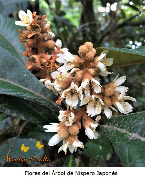 Flores del arbol de Nispero Japones
