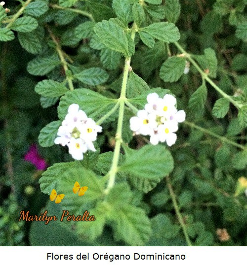 Flores del oregano dominicano