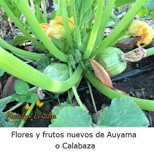 Flores y frutos nuevos de auyama o calabaza