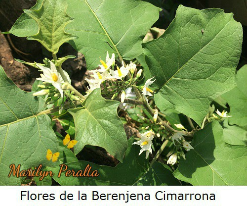 FloresdelaBerenjenacimarrona