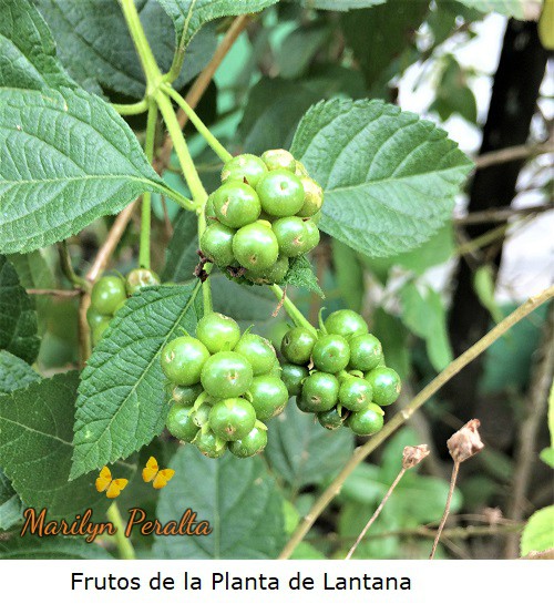 Frutos de la Planta de Lantana