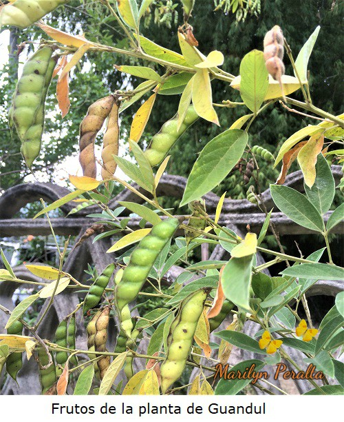 Frutos del Guandul