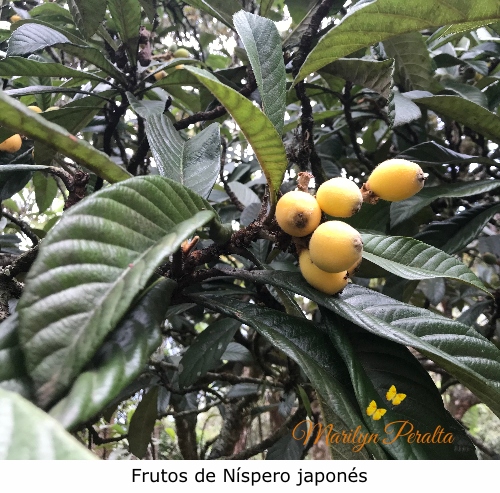 Frutos del nispero japones