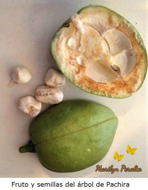 FrutoysemilladePachira