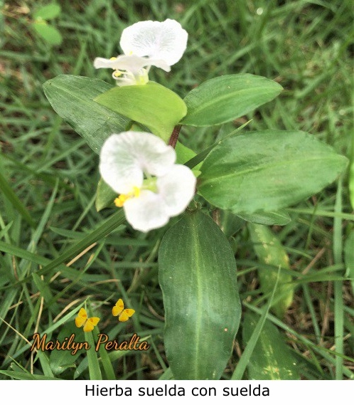 Hierba Suelda con suelda