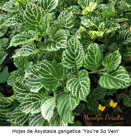 Hojas de la Asystasia gangetica