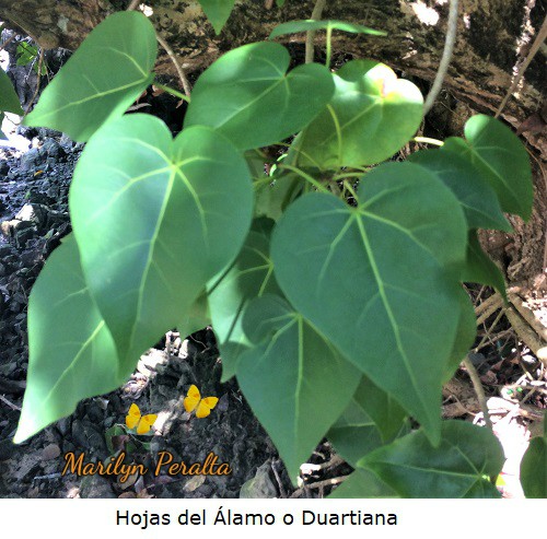 Hojas del Alamo o Duartiana