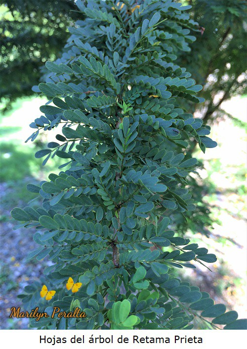 Hojas del arbol de Retama Prieta
