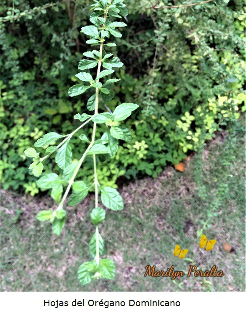 Hojas del Oregano dominicano