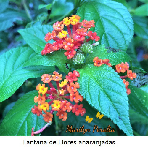 Lantana de Flores anaranjadas