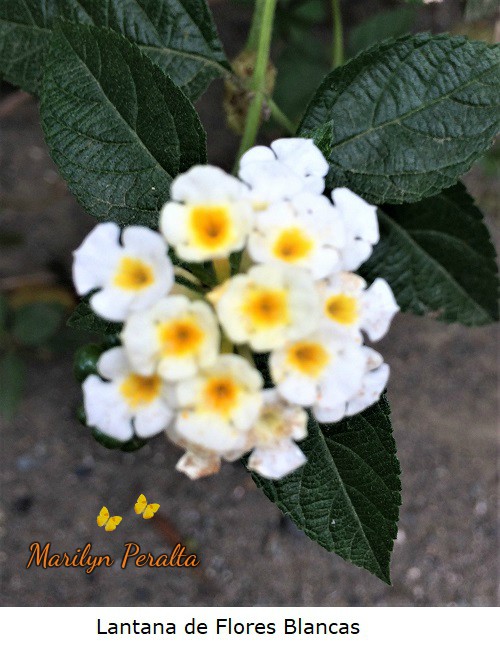 Lantana de Flores blancas