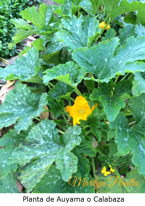 Planta de Auyama o Calabaza