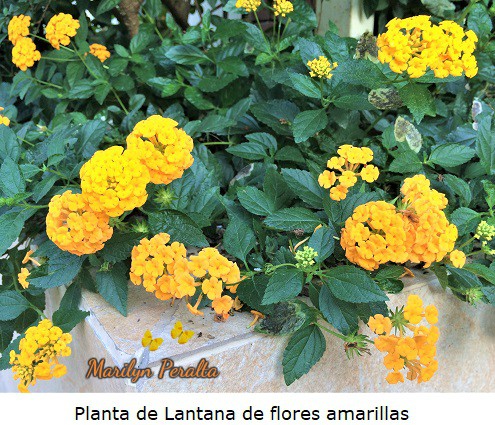 Planta de Lantana de flores amarillas