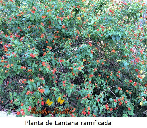 Planta de Lantana ramificada