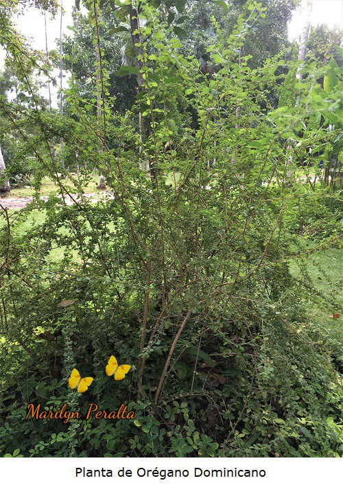 Planta de Oregano dominicano