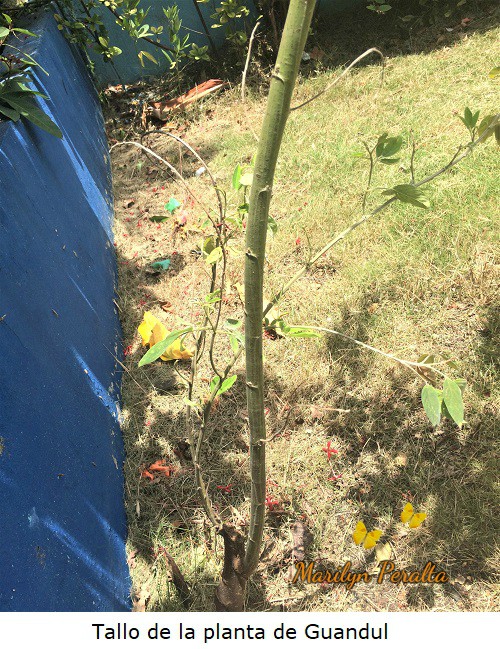 Tallo de Guandul