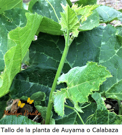 Tallo de la planta de Auyama o Calabaza