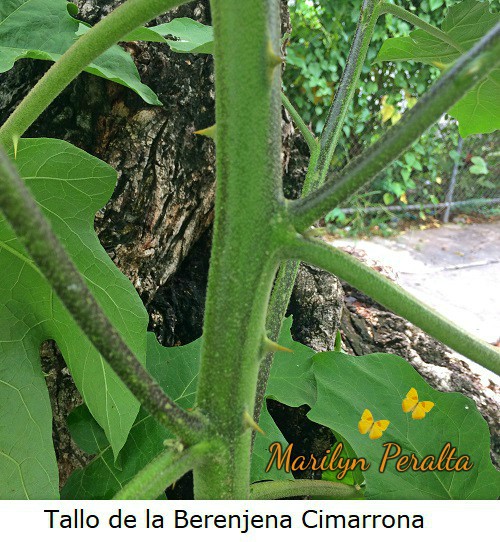 TallodelaBerenjenaCimarrona