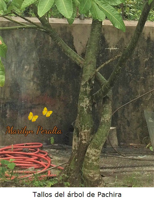 TallosdePachira