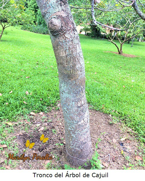 Tronco del Arbol de Cajuil