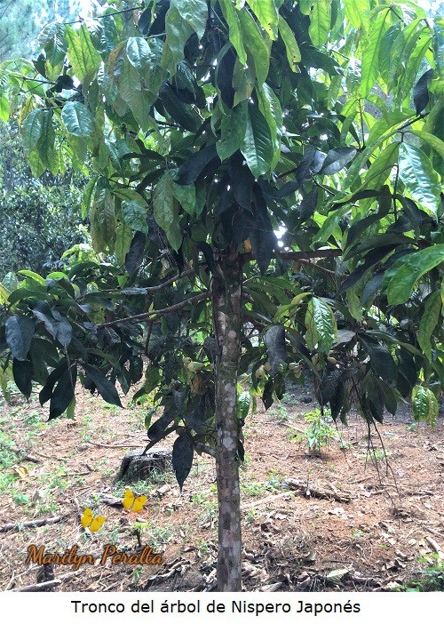 Tronco del arbol de Nispero Japones