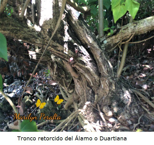 Tronco retorcido del Alamo o Duartiana