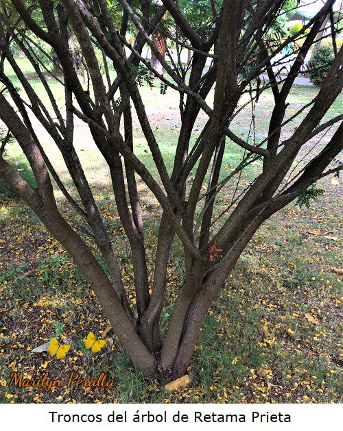 Troncos del arbol de Retama Prieta