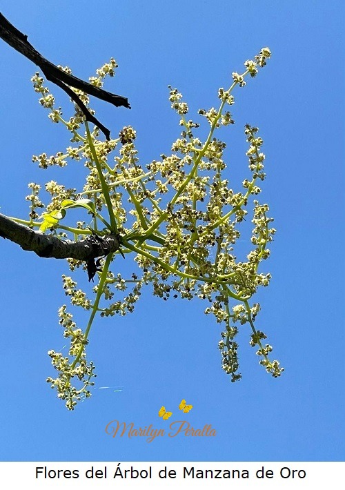 2021, 4, abril 03, Flores de Manzana de oro