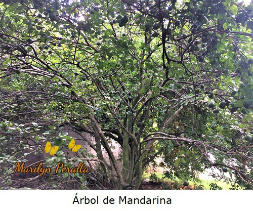Árbol de Mandarina, ramificado y de ramas delgadas.