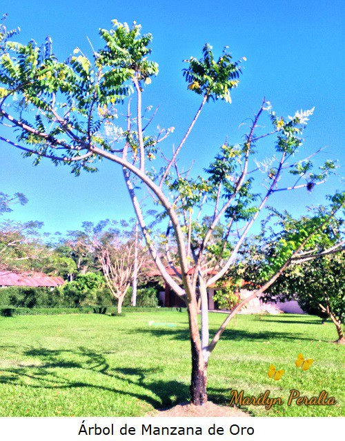 Arbol de Manzana de Oro