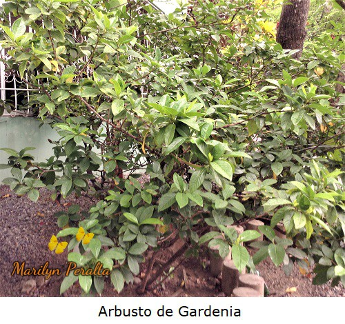 Planta de Gardenia, Gardenia jasminoides