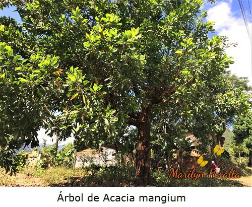Acacia mangium, Salwood marrón