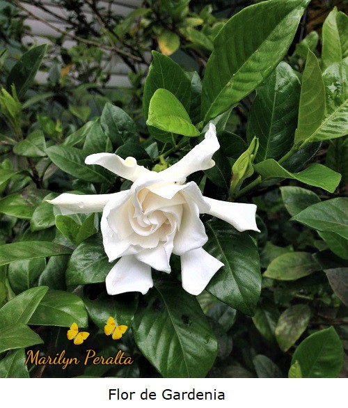 Flor de Gardenia, Gardenia jasminoides