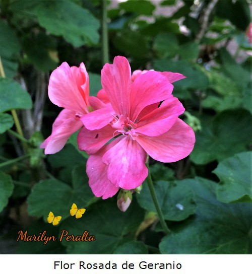 flores rosadas del geranio